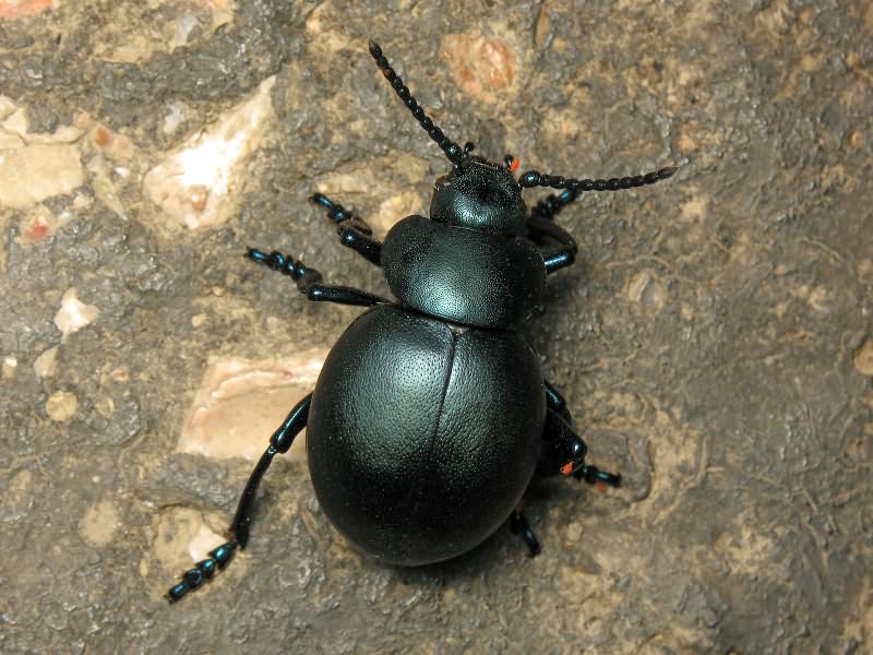 Timarcha tenebricosa (Fabricius, 1775)